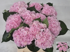 Hydrangea Verena 60cm 16-18cm Hd