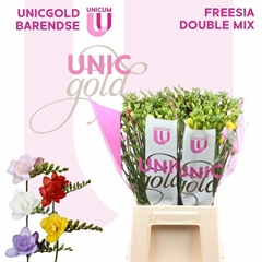 Freesia Double Mix 50cm 20gr.