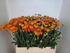 Chrysanth Spray Pamela 60cm