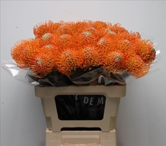 Leucospermum Ayoba Orange 60cm