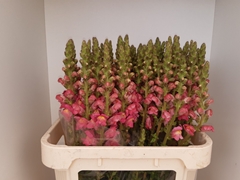 Antirrhinum Potomac Rose 80cm