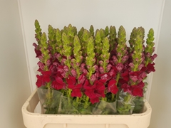 Antirrhinum Potomac Red 80cm