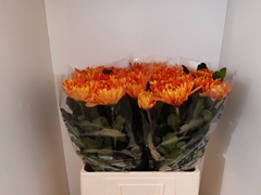 Chrysanth Single Astro 65cm 75gr.