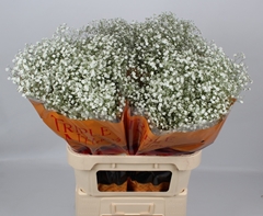 Gypsophila Paniculata Xlence 80cm 20gr.