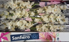 Cymbidium Early White 80cm