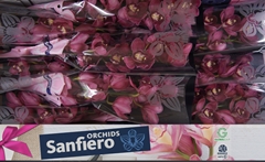 Cymbidium Red Dream 60cm