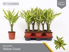 Dracaena Yellow Coast 11Ø 40cm