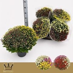 Chrysanthemum Jasoda Mix In Pot 19Ø 45cm
