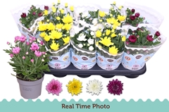 Chrysanth Double Mix 12Ø 25cm