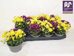 Chrysanth Mix 13Ø 24cm