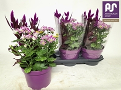 Bedding Plants Mix 19Ø 42cm
