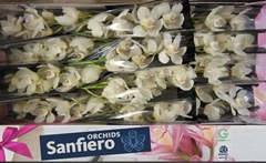 Cymbidium Early White 50cm