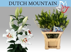 Lily Oriental Dutch Mountain 90cm 5+