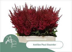 Astilbe Paul Gäarder 40cm