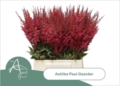 Astilbe Paul Gäarder 50cm
