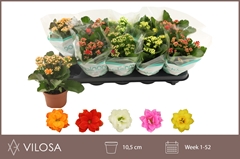 Kalanchoe Double Mix 10Ø 22cm