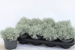Leucophyta Brownii 13Ø 20cm
