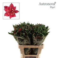 Alstroemeria Astronova Rigel 60cm 65gr.