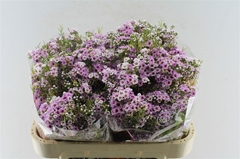 Chamelaucium Giselle 70cm 55gr.