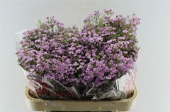 Chamelaucium Pirouette 70cm 70gr.