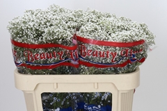 Gypsophila Paniculata Million Stars 70cm 15gr.