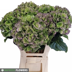 Hydrangea Verena Blue Classic 60cm 16-18cm Hd
