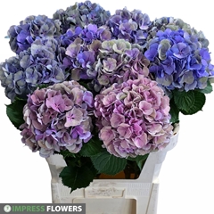 Hydrangea Elbtal Classic 80cm 19-21cm Hd