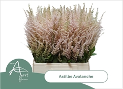 Astilbe Avalanche 70cm
