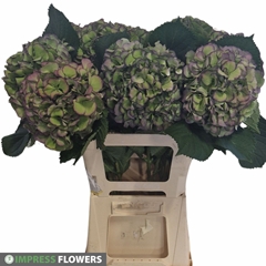 Hydrangea Elbtal Classic 60cm 17-19cm Hd