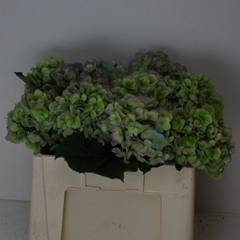 Hydrangea Verena Blue Classic 50cm 13-15cm Hd