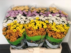 Chrysanth Santini Rossi Mixed 55cm 44gr.