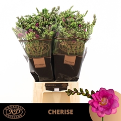 Freesia Double Cherise 55cm 20gr.