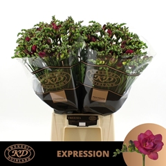 Freesia Double Expression 55cm 20gr.