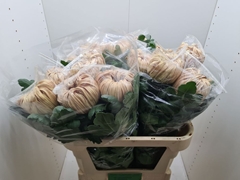 Chrysanth Single Vienna Copper 80cm 170gr.