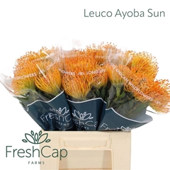 Leucospermum Ayoba Sun 40cm
