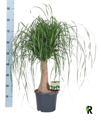 Beaucarnea Recurvata 23Ø 85cm