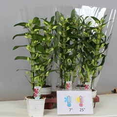 Dendrobium Star Class Apollon 12Ø 60cm 2st