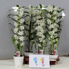 Dendrobium Nobile Cultivars 12Ø 65cm 1st