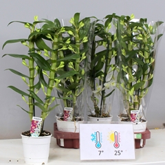 Dendrobium Star Class Apollon 12Ø 55cm 2st