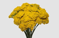 Achillea Golden Prairi 70cm