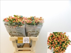 Hypericum Magical Royal Princess 60cm