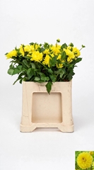 Dahlia American Sun 55cm