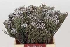 Brunia Laevis 40cm