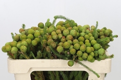 Berzelia Galpinii 50cm
