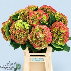 Hydrangea Verena Classic 60cm 18-20cm Hd