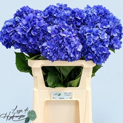 Hydrangea Pimpernel 80cm 21-23cm Hd