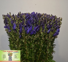 Aconitum Carmichaelii Arendsii 90cm