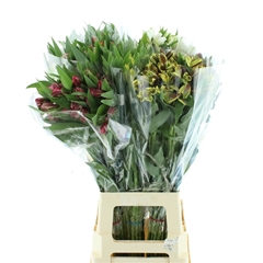 Alstroemeria Mix 80cm 40gr.