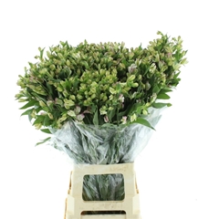 Alstroemeria Lucia 80cm 75gr.