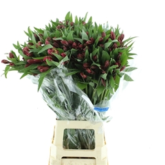 Alstroemeria Florinca Ballet 80cm 40gr.